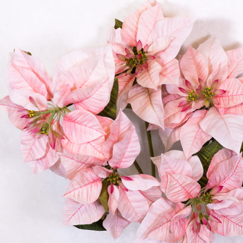 Pink Poinsettia Bush Weather Resistant Branches Designs