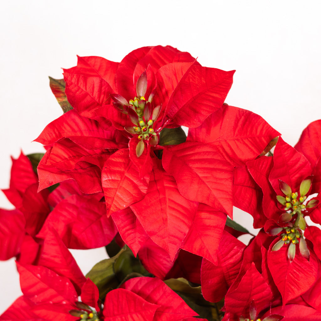 Red Poinsettia Bush Branches Designs