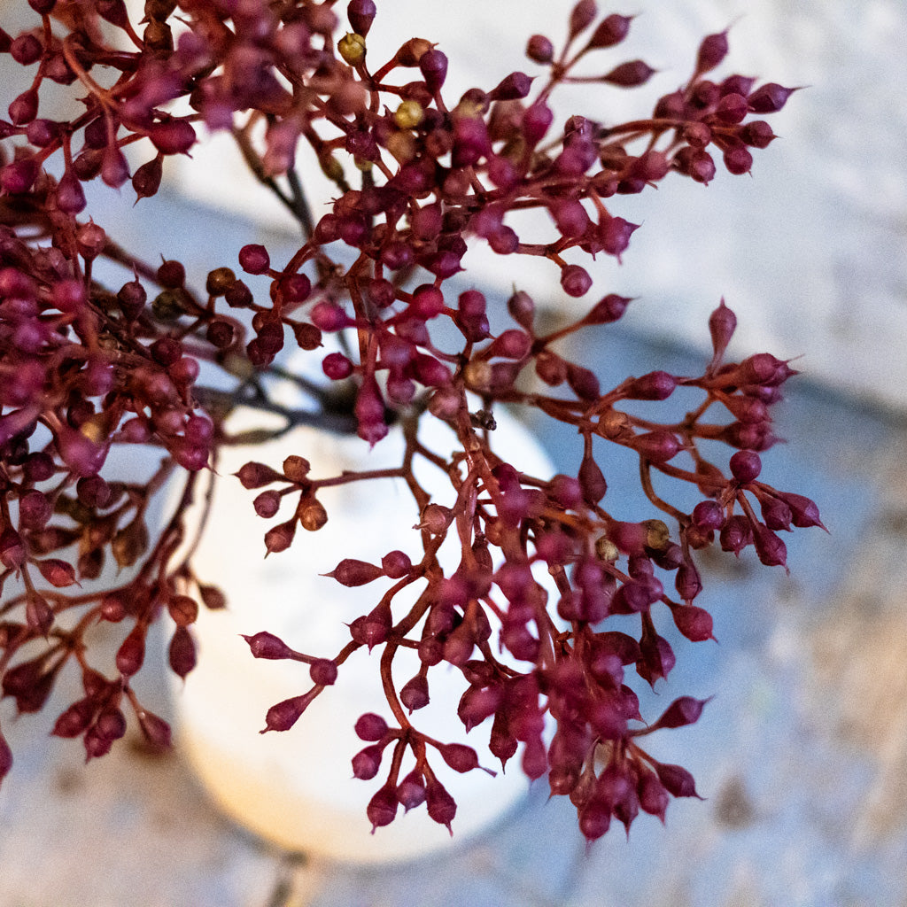 Rust Seed Bush Branches Designs