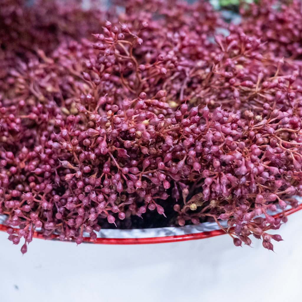 Rust Seed Bush Branches Designs