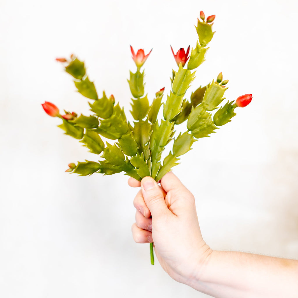Christmas Cactus Plant Stem Branches Designs
