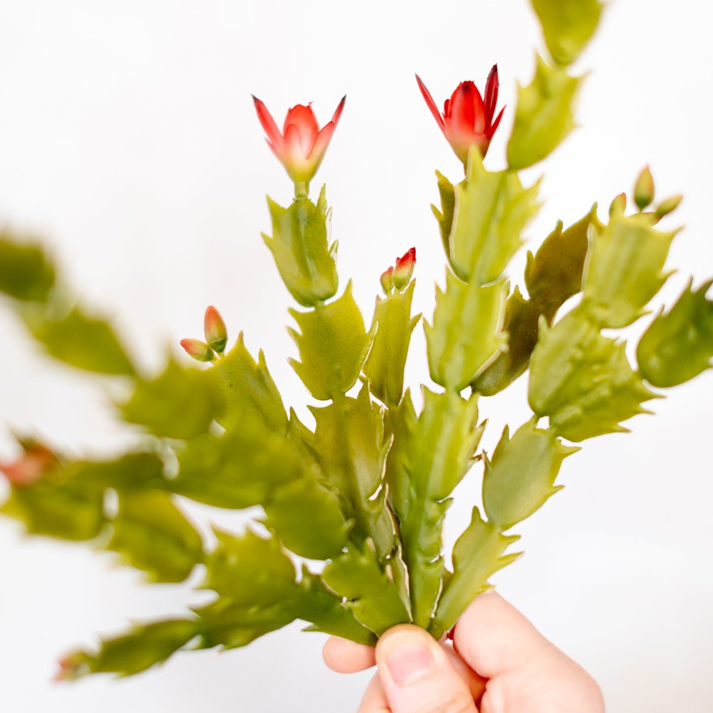 Christmas Cactus Plant Stem Branches Designs