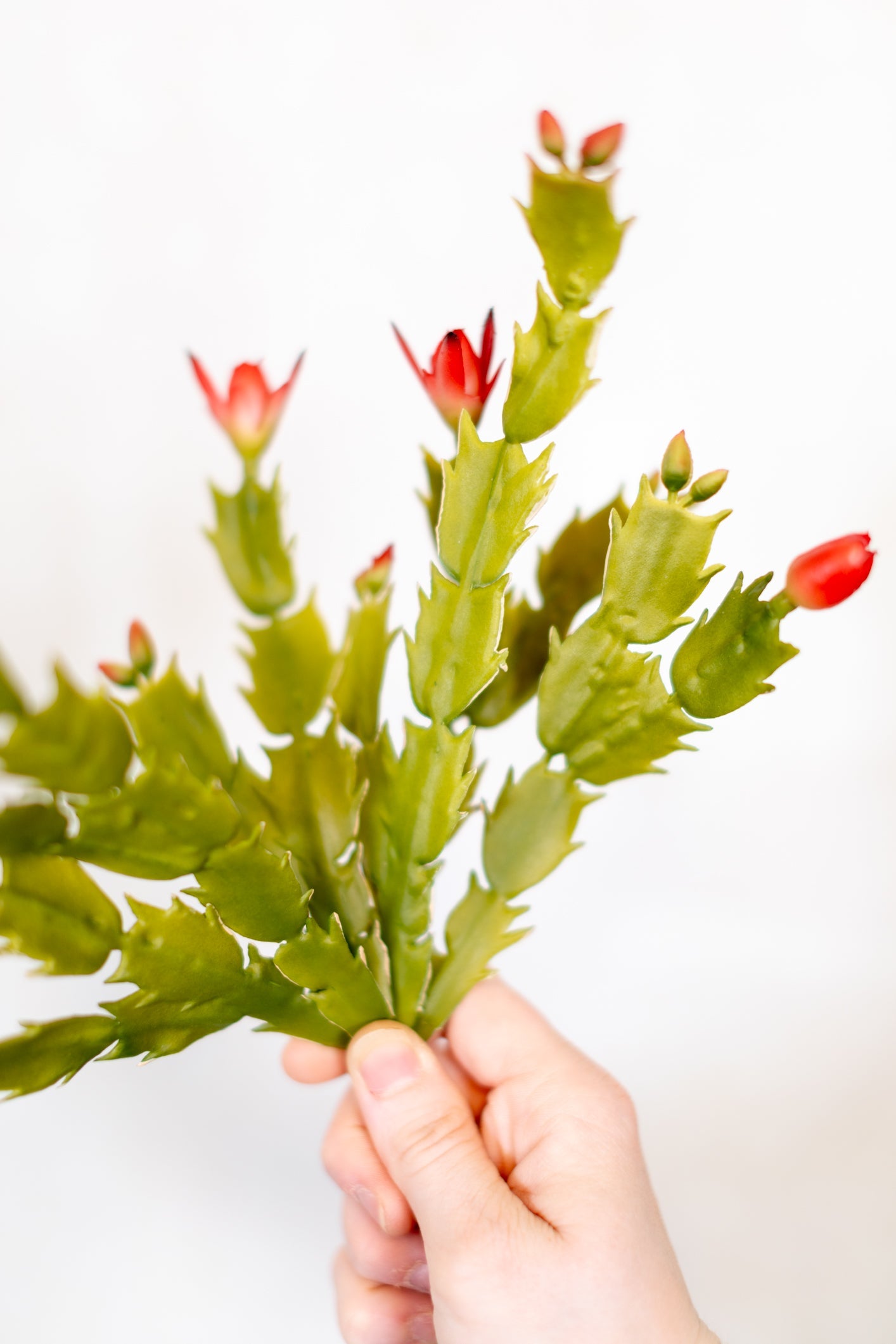 Christmas Cactus Plant Stem Branches Designs