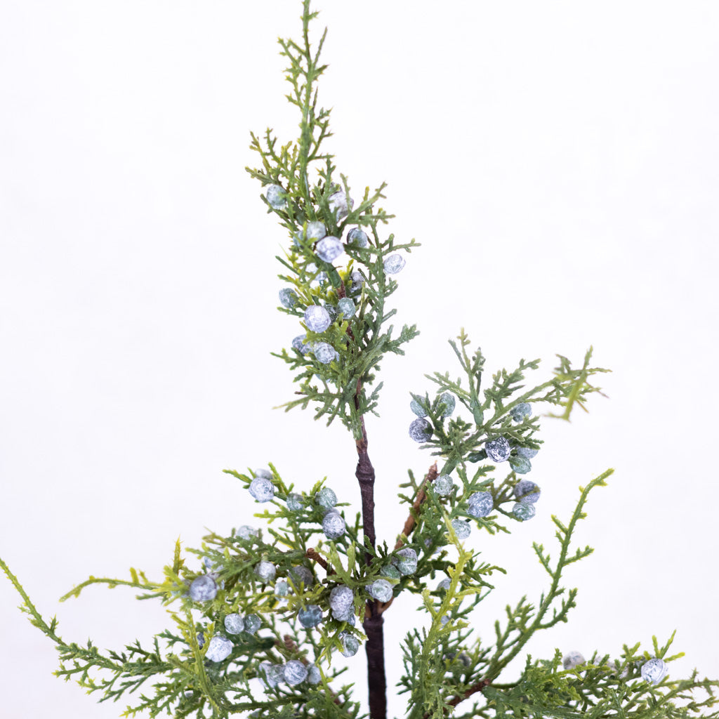 Juniper Spray with Berries Stem Branches Designs