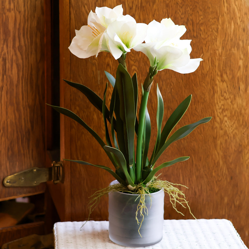 Amaryllis  White Double in Moss Pot Branches Designs