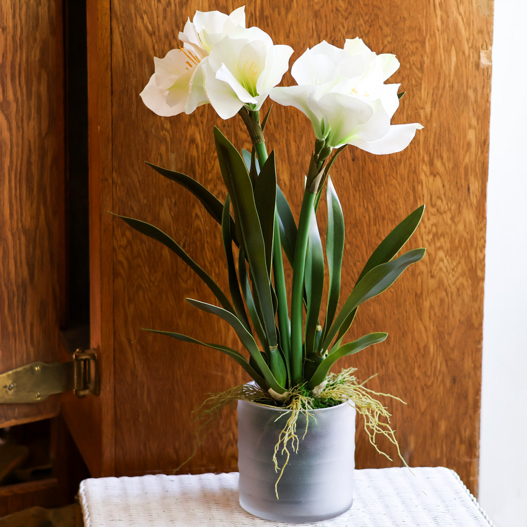 Amaryllis  White Double in Moss Pot Branches Designs