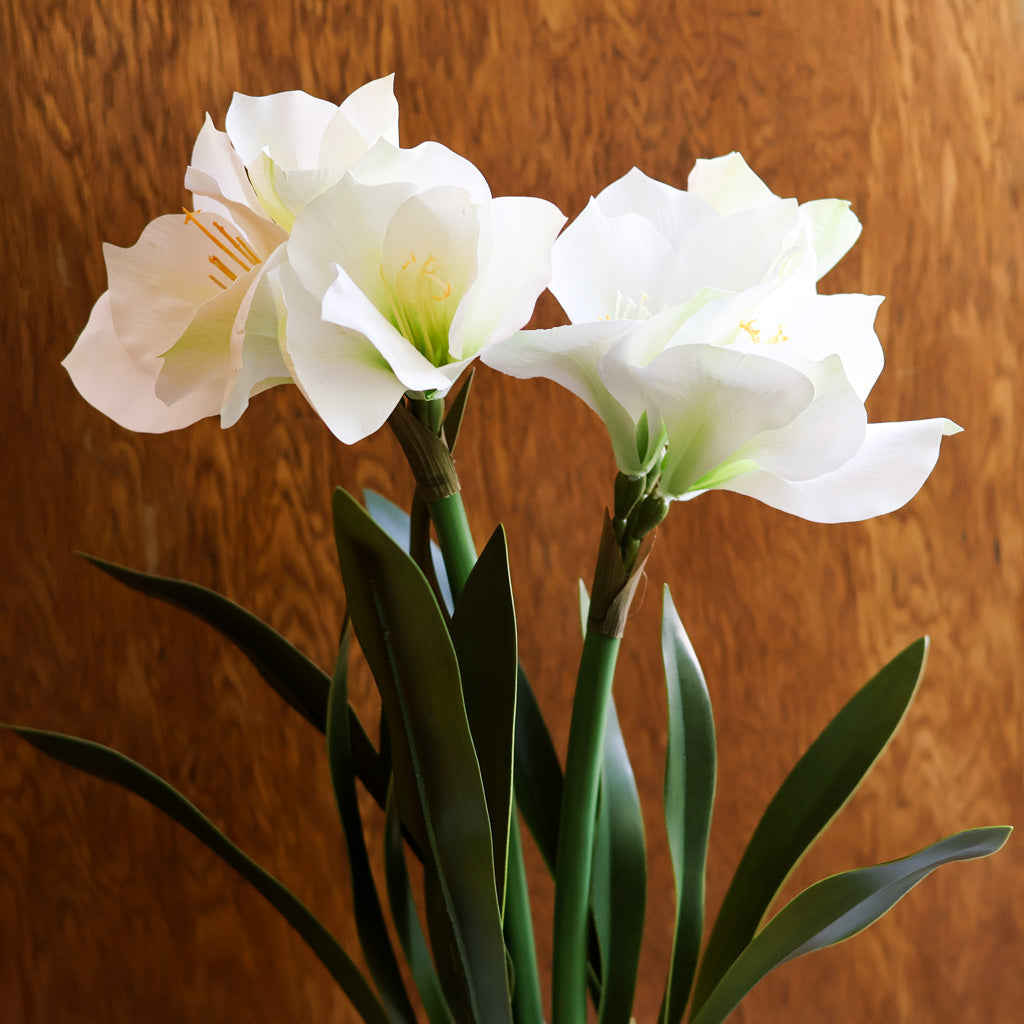 Amaryllis  White Double in Moss Pot Branches Designs