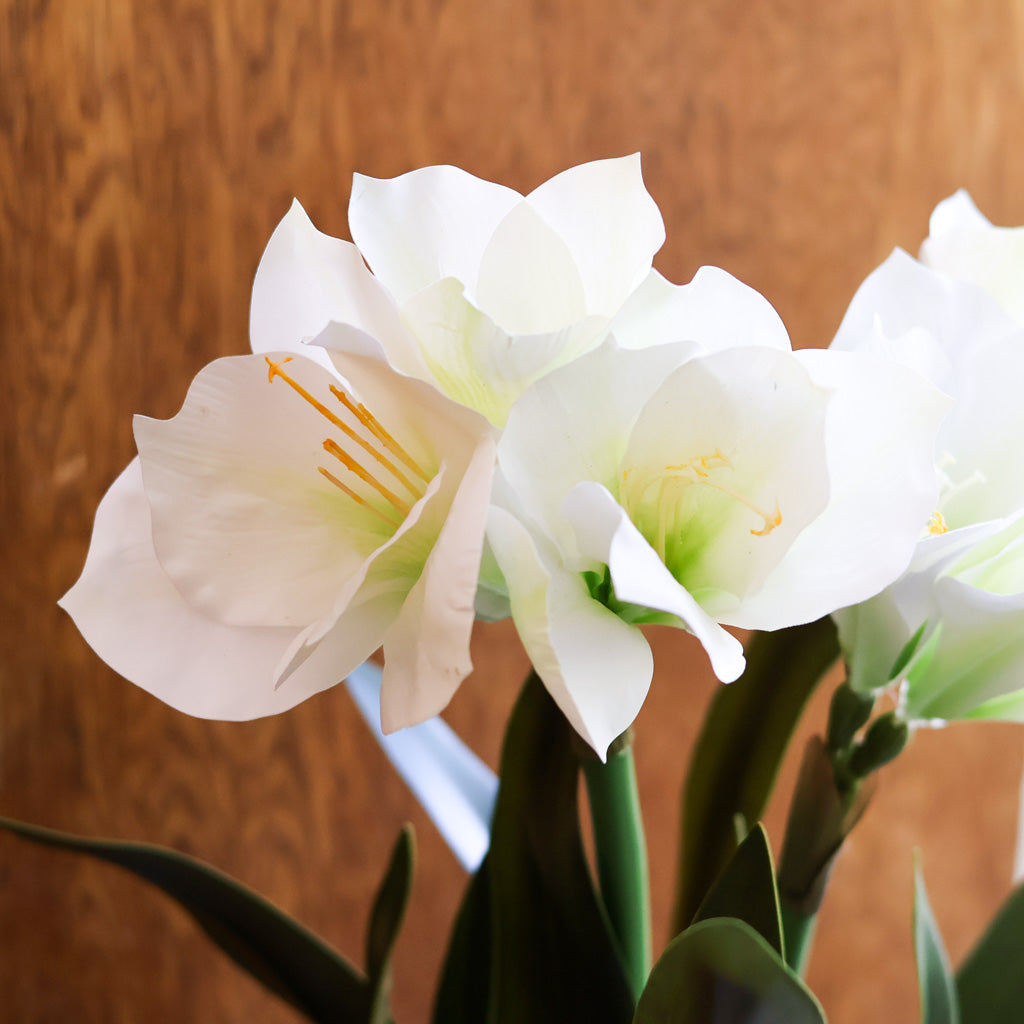 Amaryllis  White Double in Moss Pot Branches Designs
