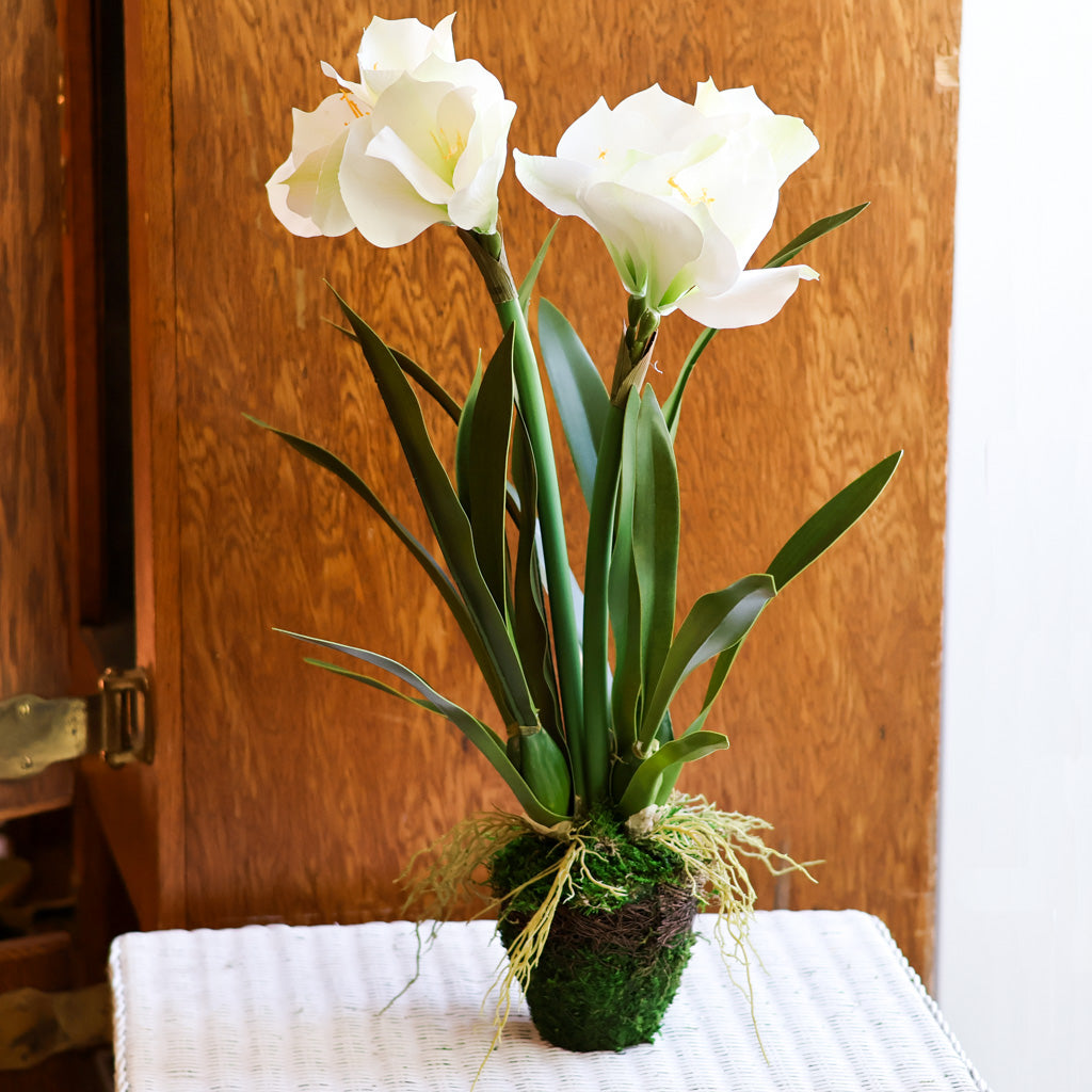 Amaryllis  White Double in Moss Pot Branches Designs