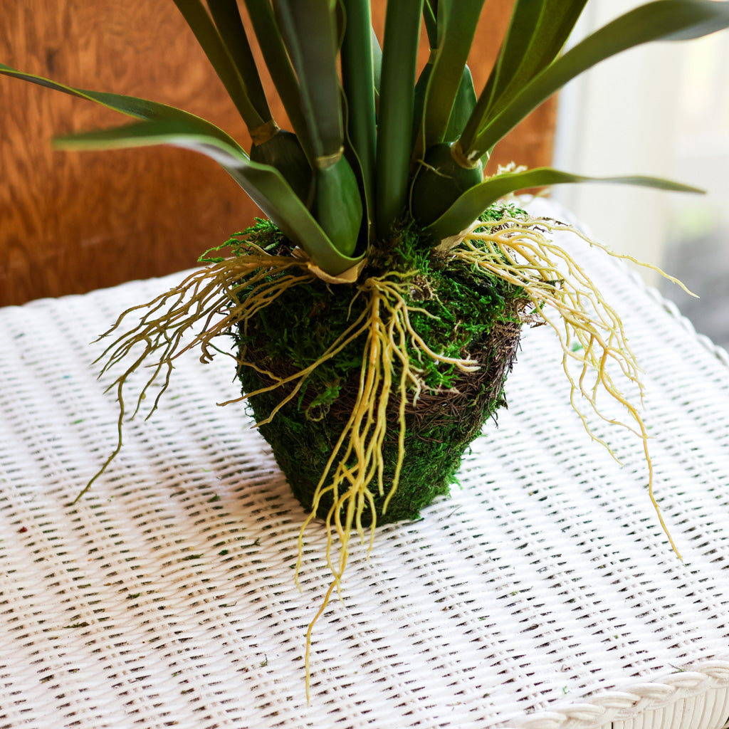 Amaryllis  White Double in Moss Pot Branches Designs