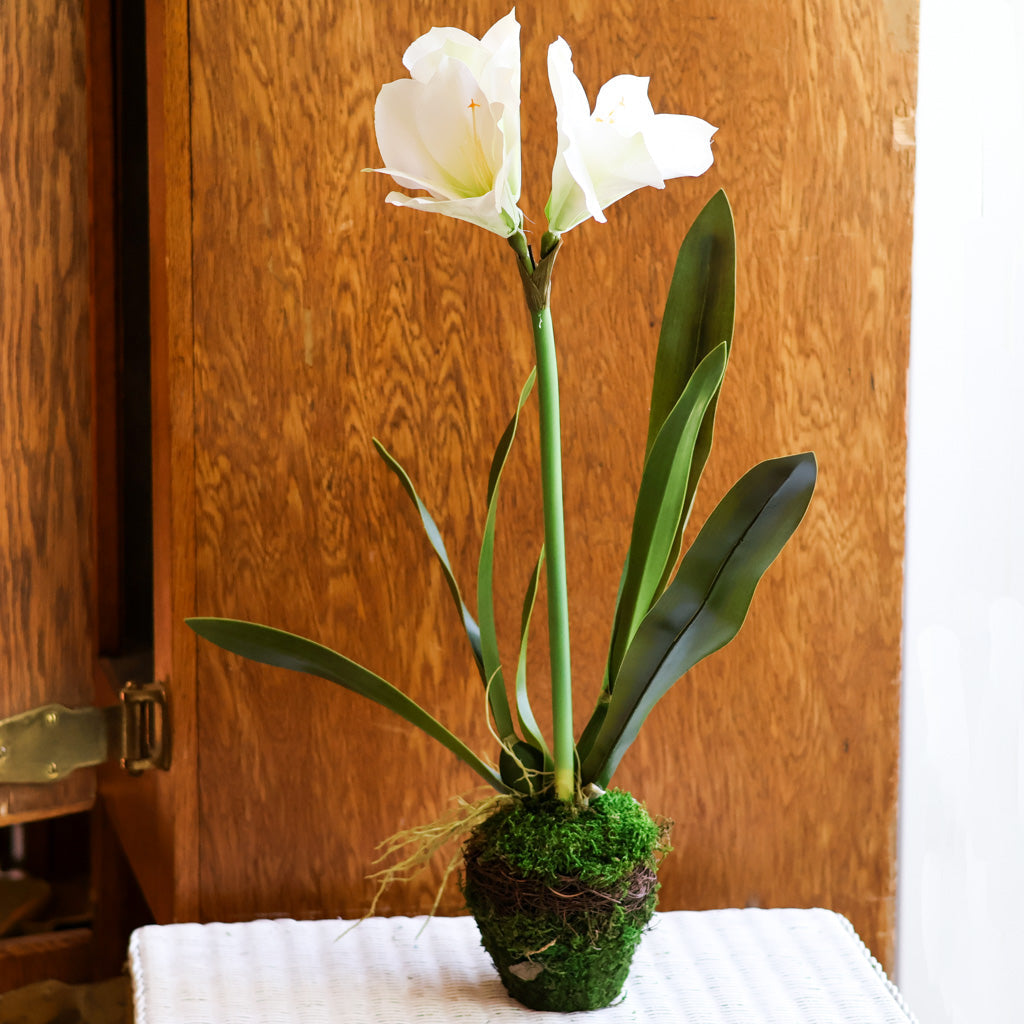 Amaryllis White Single Drop In Branches Designs