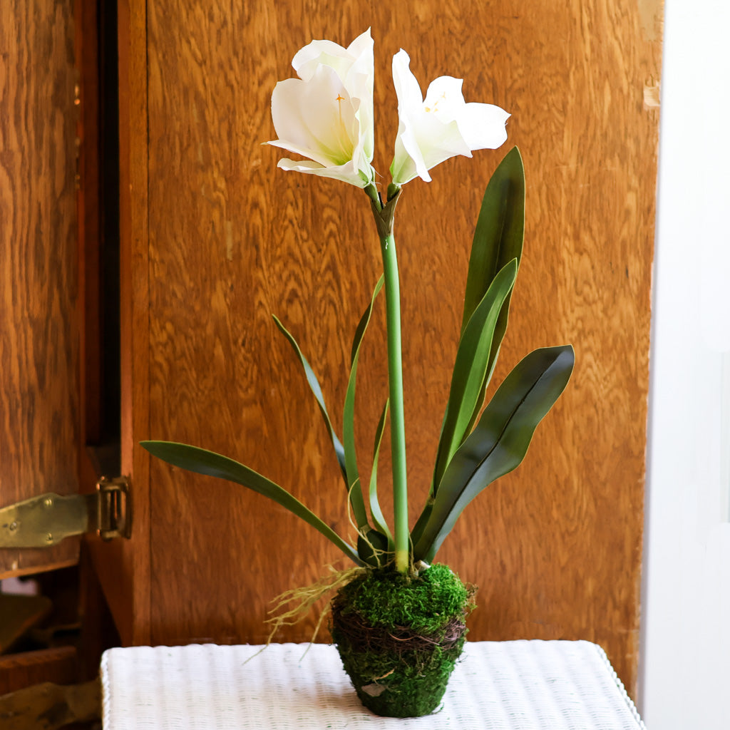 Amaryllis White Single Drop In Branches Designs