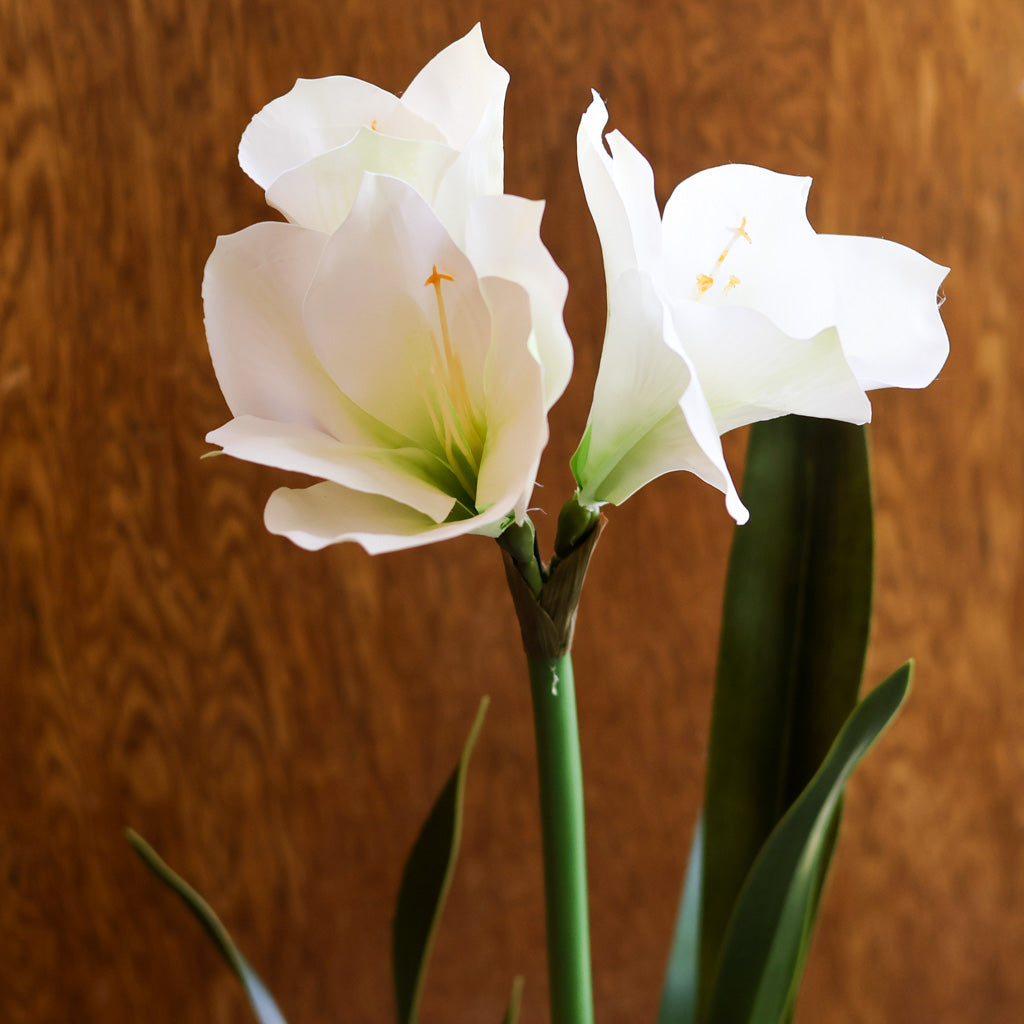 Amaryllis White Single Drop In Branches Designs