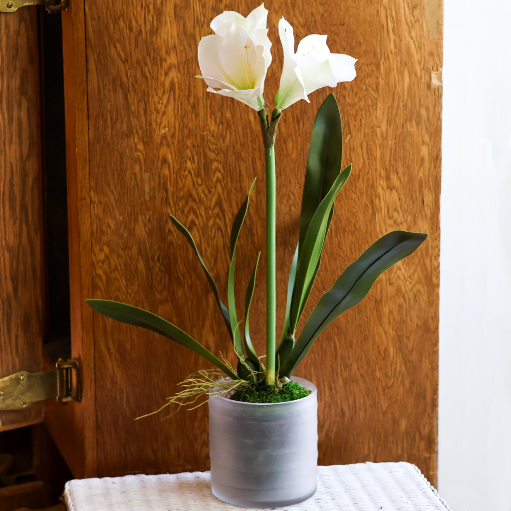 Amaryllis White Single Drop In Branches Designs