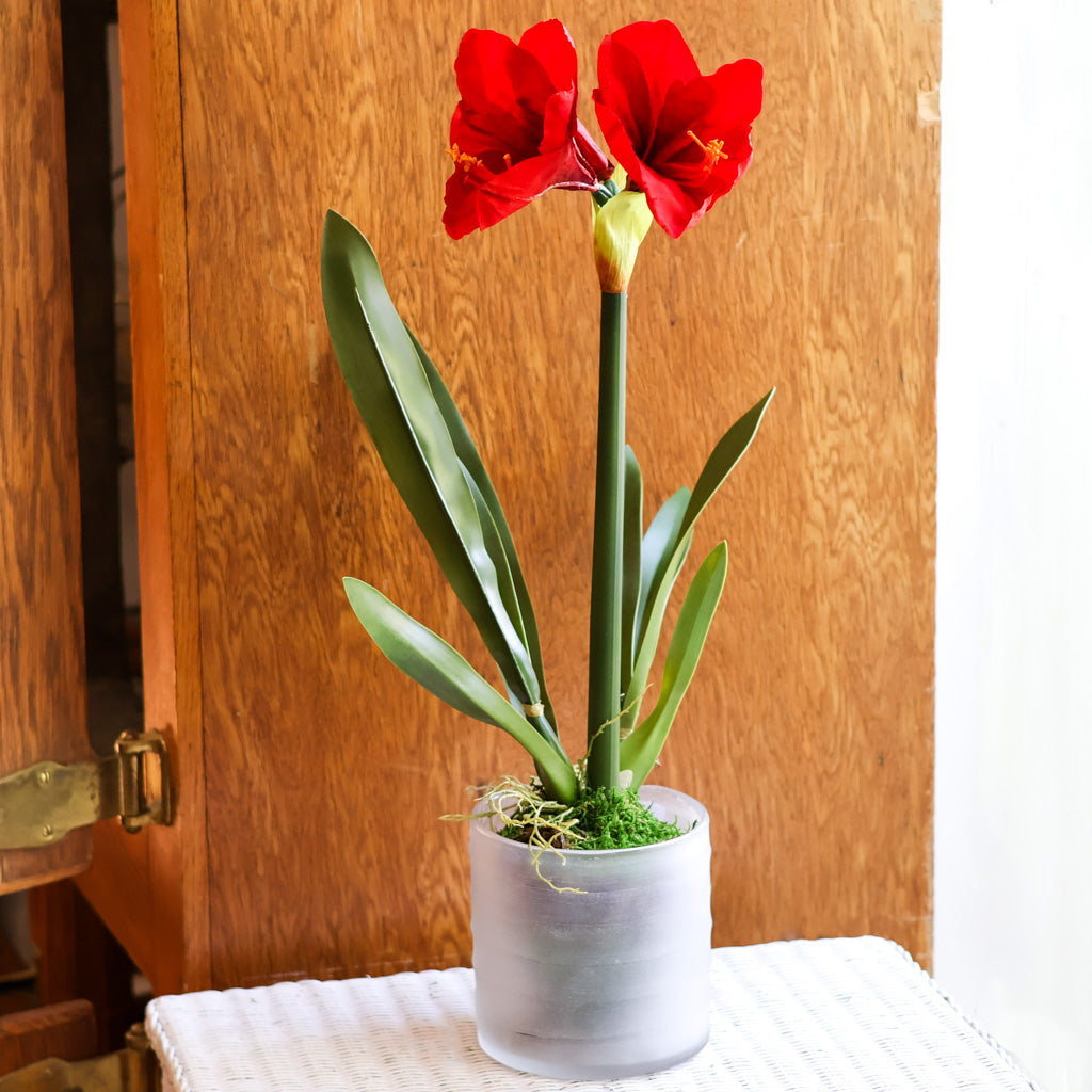 Amaryllis Red Single Drop In Branches Designs