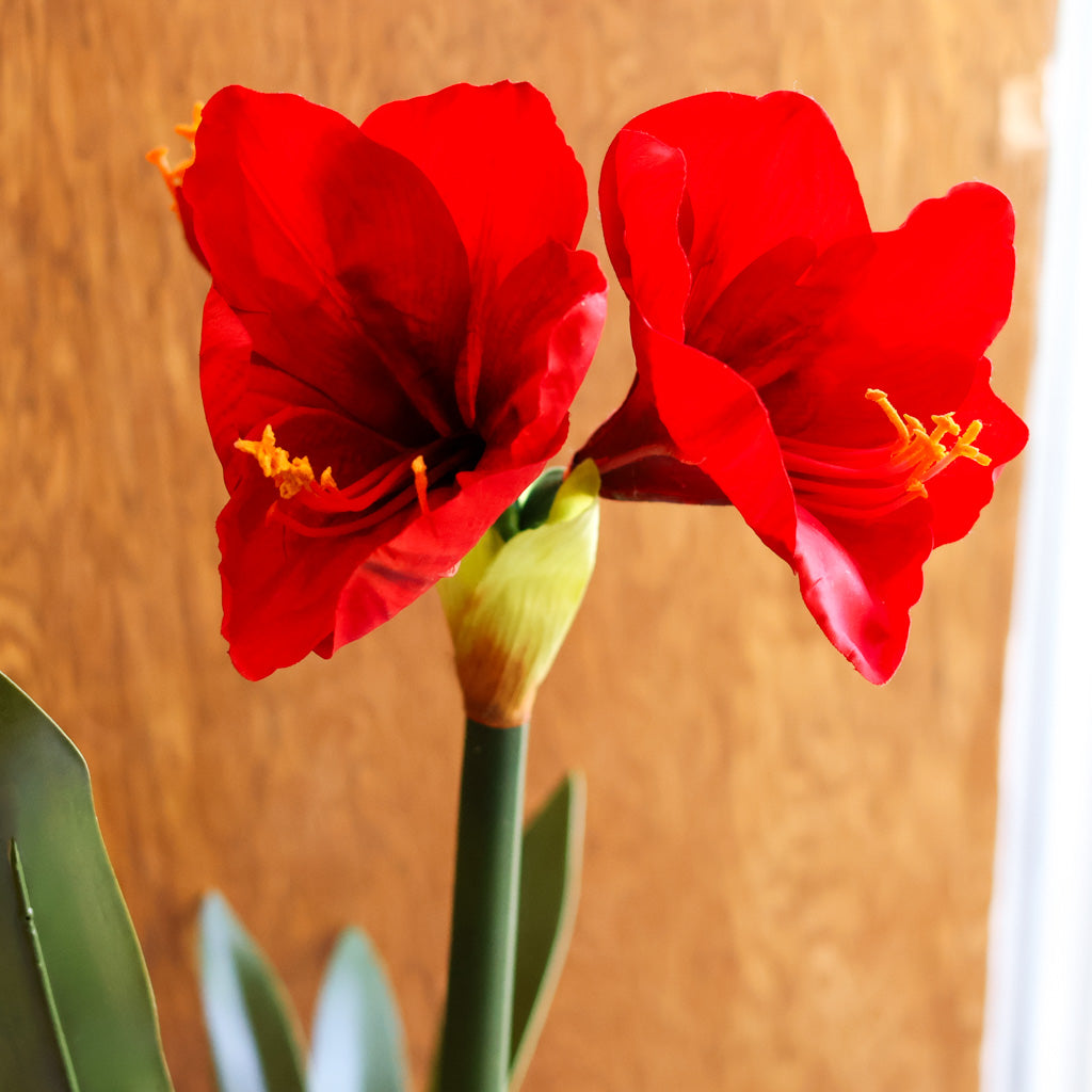 Amaryllis Red Single Drop In Branches Designs