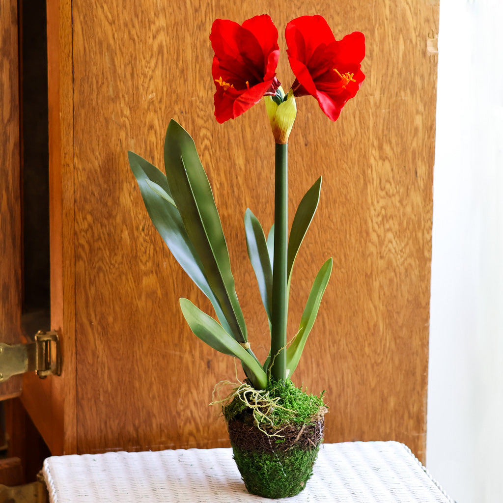 Amaryllis Red Single Drop In Branches Designs