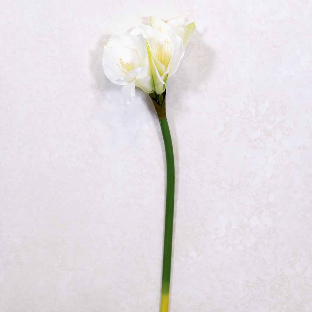 Amaryllis White Green Stem Branches Designs
