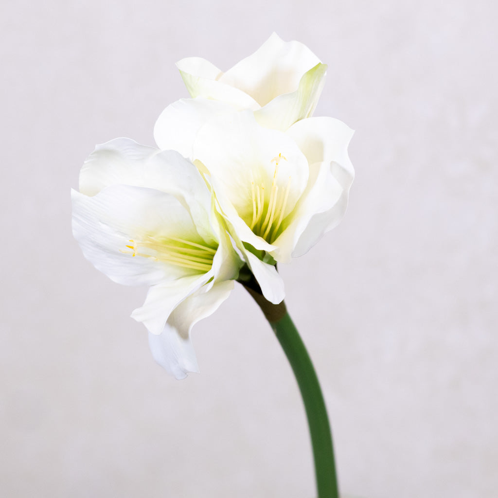 Amaryllis White Green Stem Branches Designs