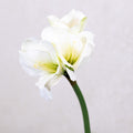 Amaryllis White Green Stem Branches Designs