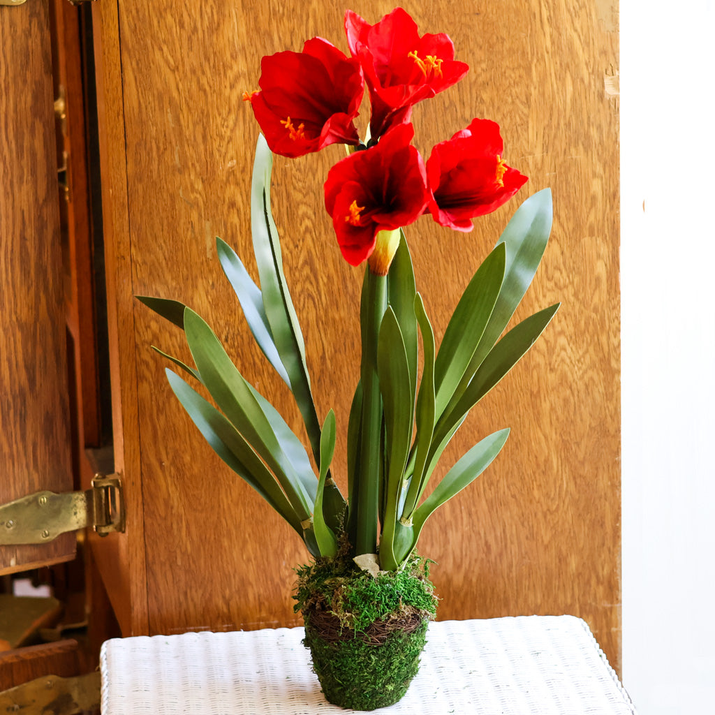 Amaryllis Red Double Drop In Branches Designs