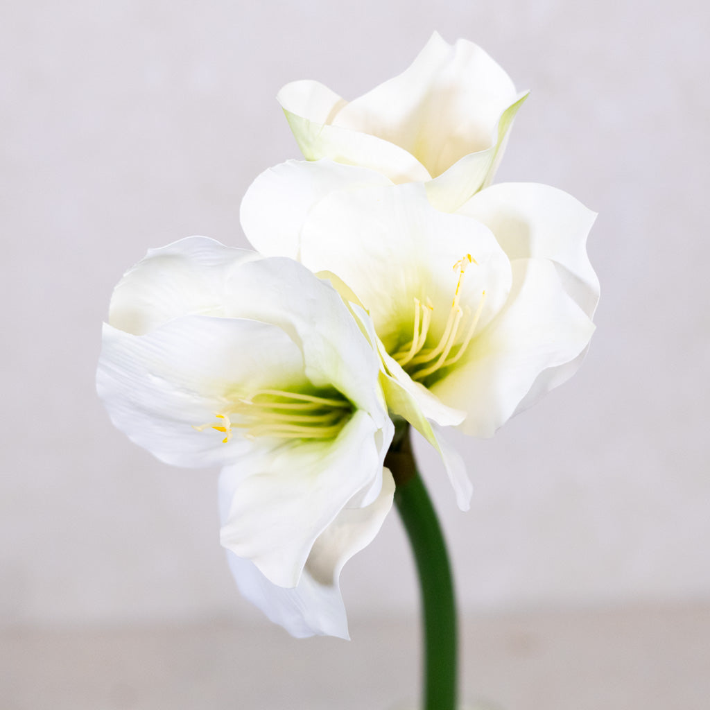Amaryllis White Green Stem Branches Designs