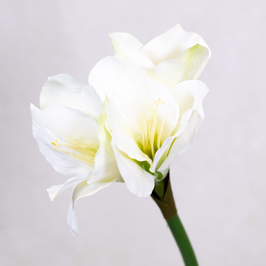 Amaryllis White Green Stem Branches Designs