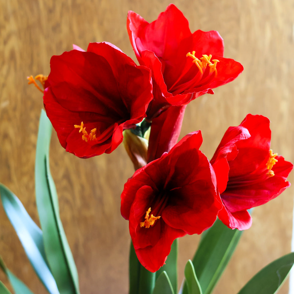 Amaryllis Red Double Drop In Branches Designs