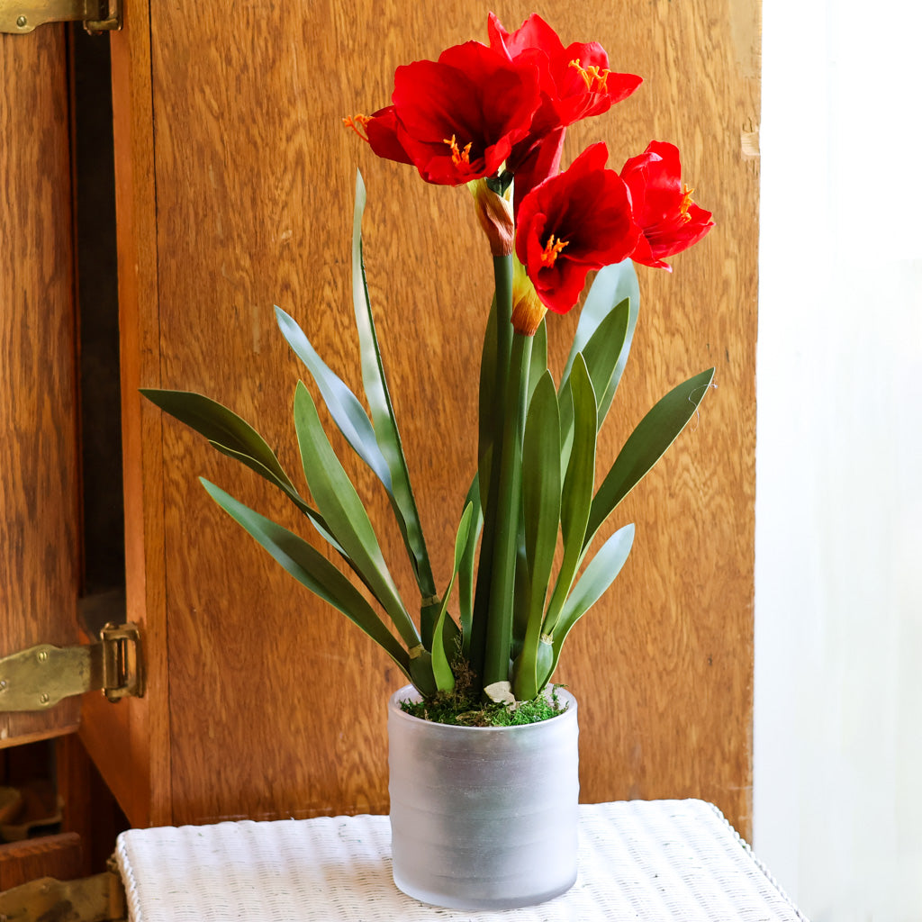 Amaryllis Red Double Drop In Branches Designs