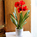 Amaryllis Red Double Drop In Branches Designs