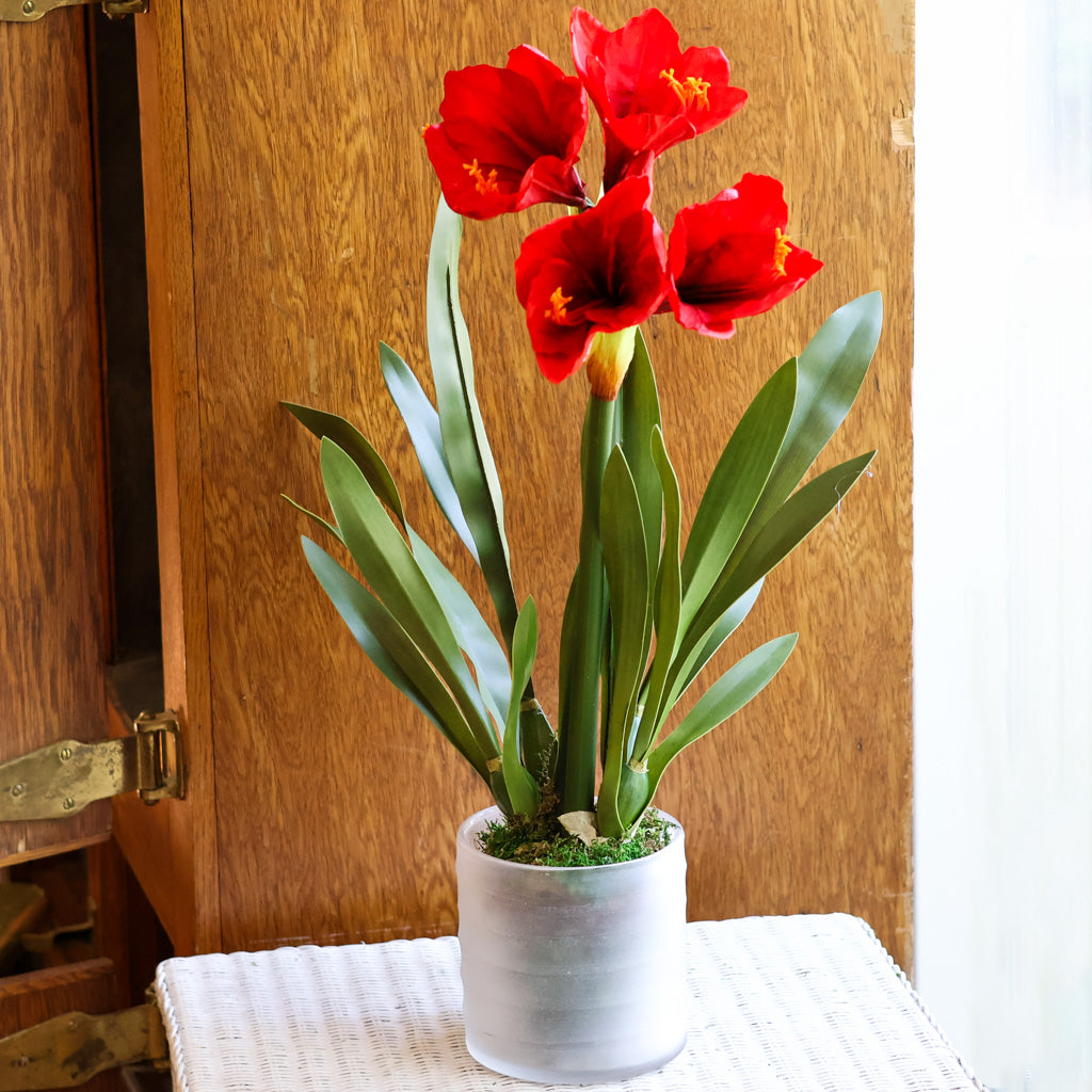 Amaryllis Red Double Drop In Branches Designs