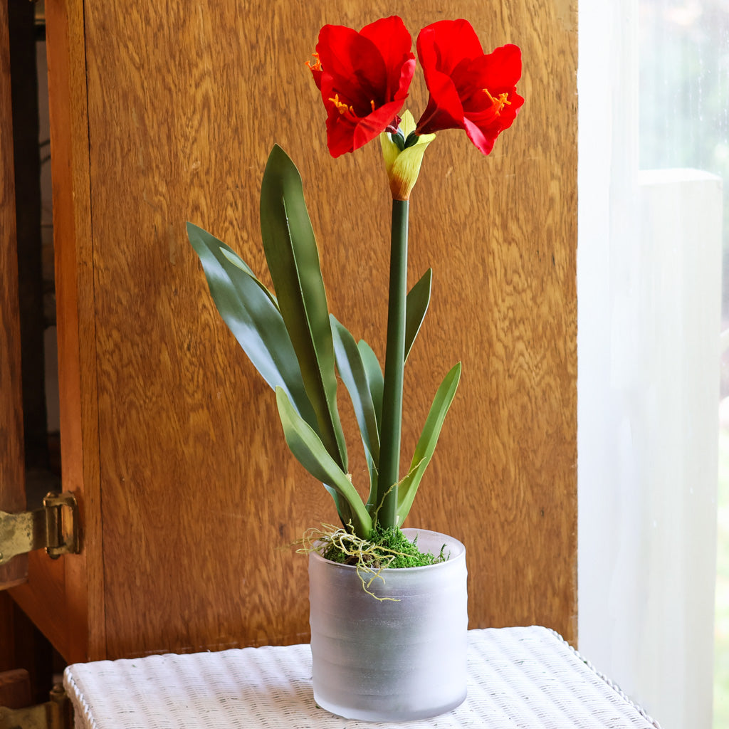 Amaryllis Red Single Drop In Branches Designs