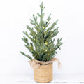 2 ft. Pre Lit Spruce Tree in Potted Burlap Branches Designs