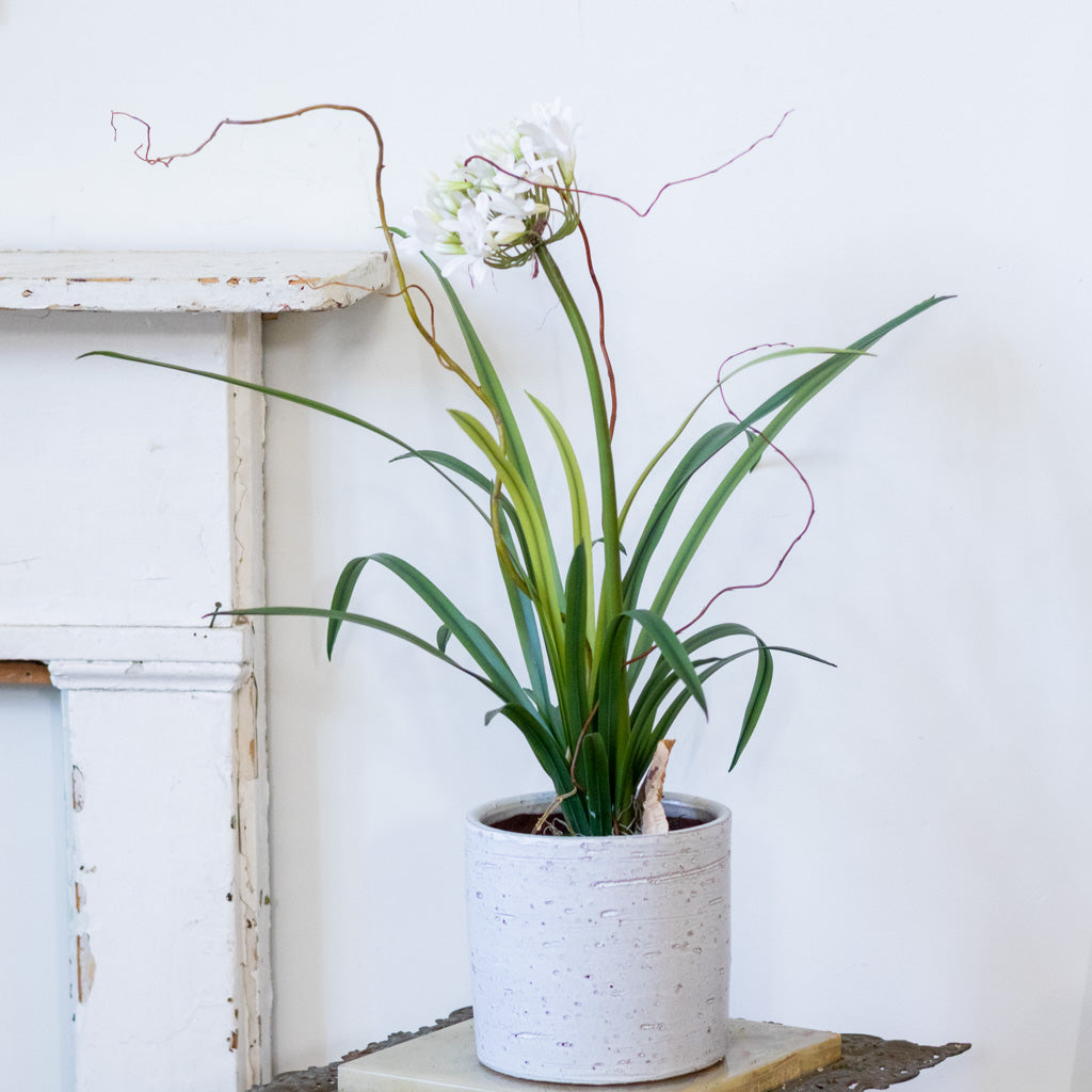 Single White Agapanthus Drop In Branches Designs