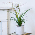 Single White Agapanthus Drop In Branches Designs