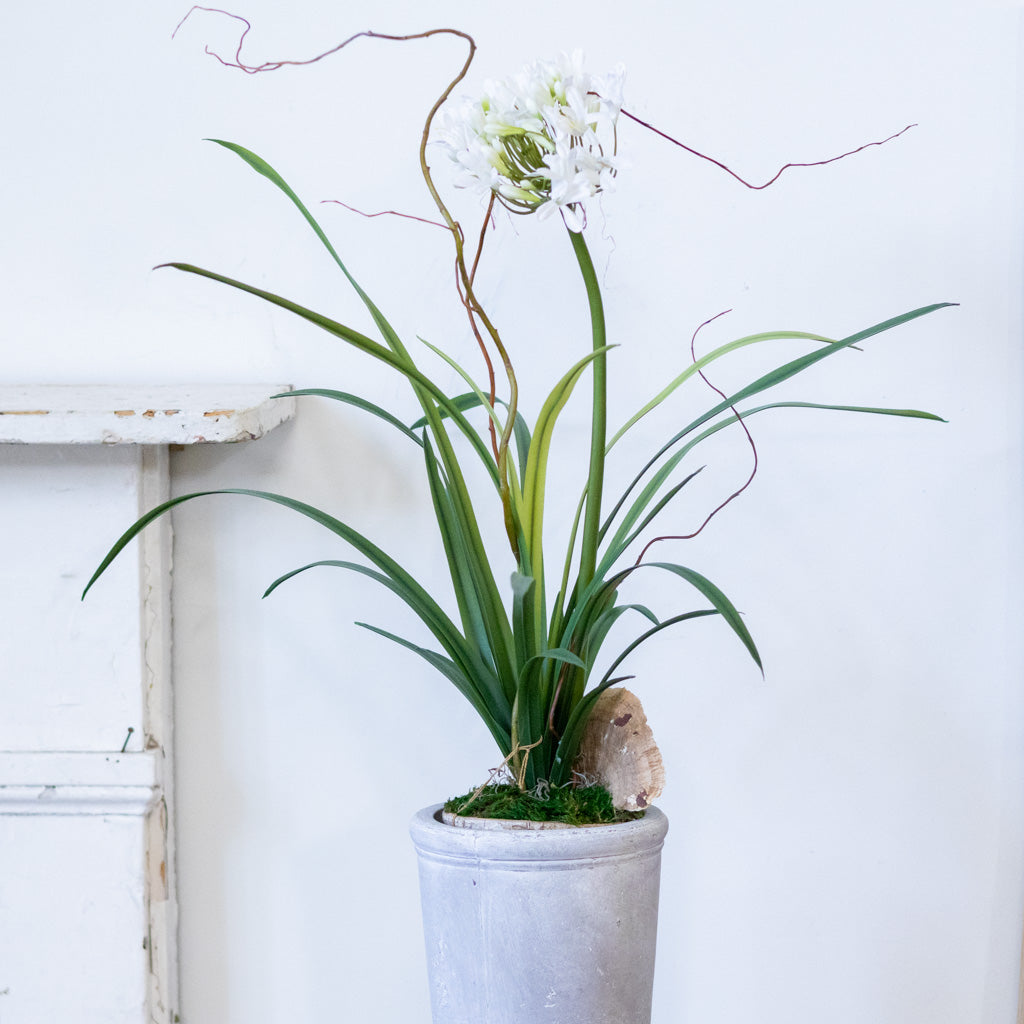 Single White Agapanthus Drop In Branches Designs
