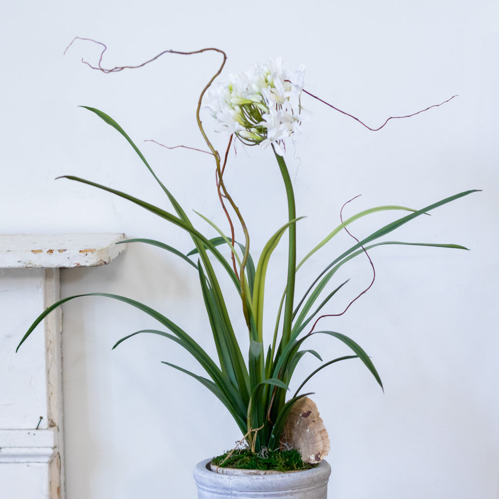 Single White Agapanthus Drop In Branches Designs