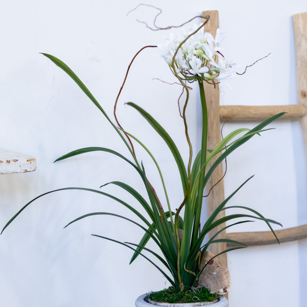 Single White Agapanthus Drop In Branches Designs