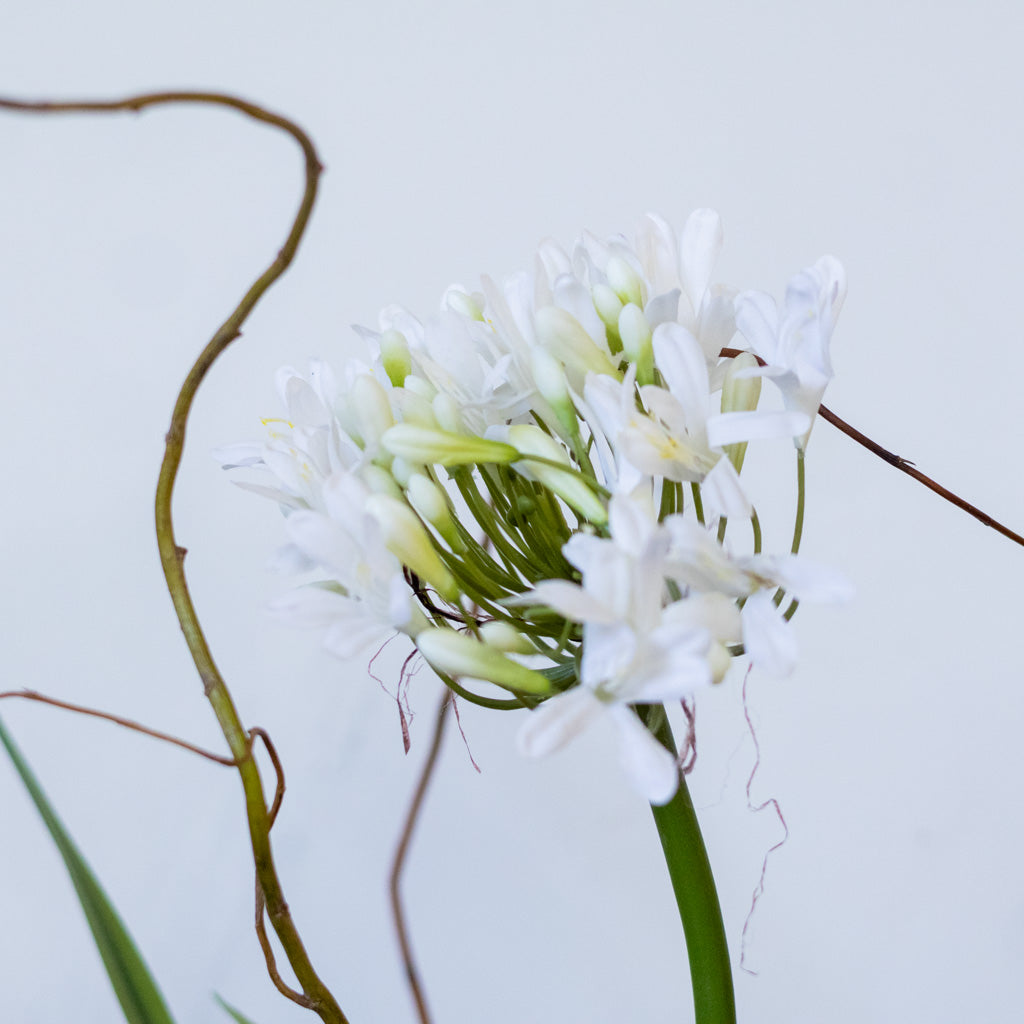Single White Agapanthus Drop In Branches Designs