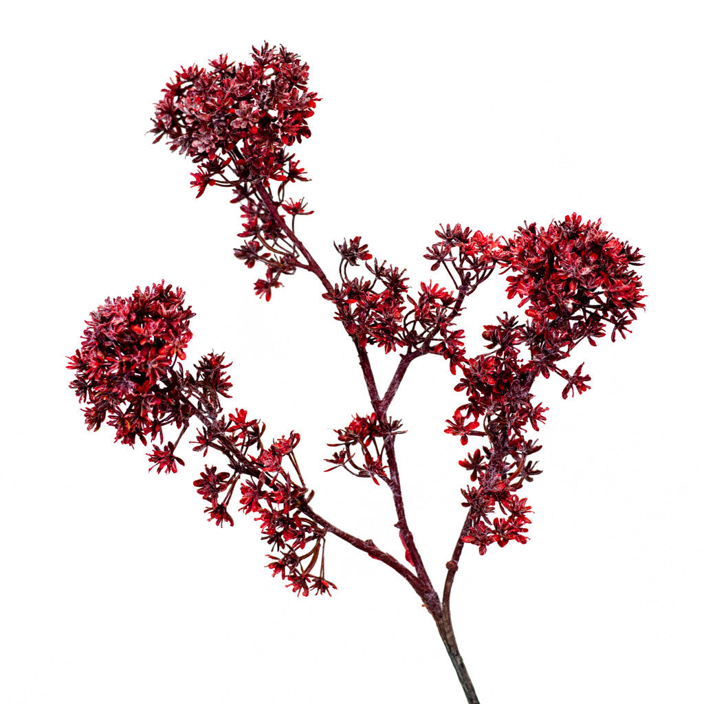 Wine Viburnum Spray Branches Designs