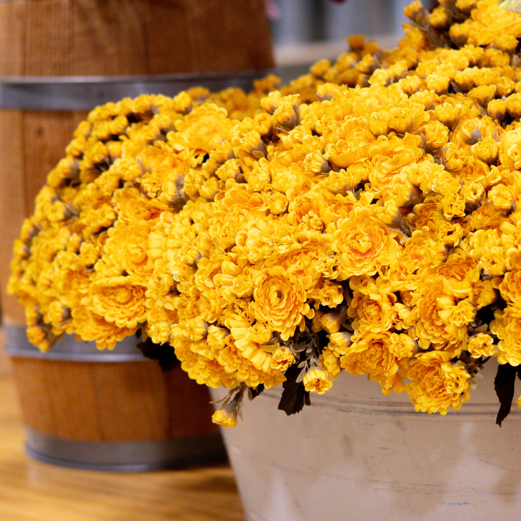 Gold Yellow Mum Bush Stem Branches Designs