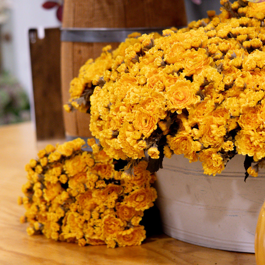 Gold Yellow Mum Bush Stem Branches Designs