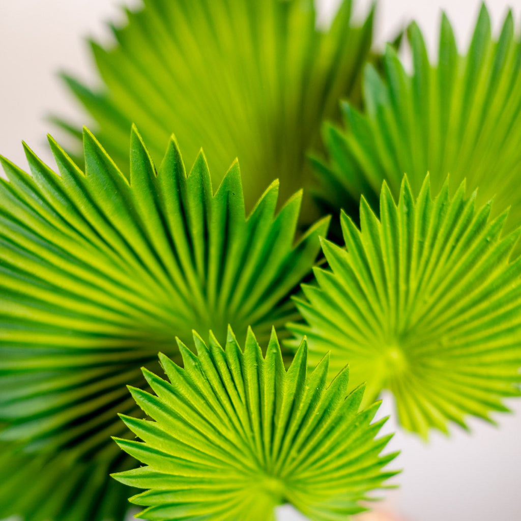 Fan Palm Leaf Bundle Real Touch Branches Designs