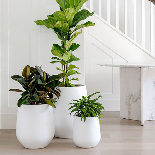 JITT The Balcony Garden US