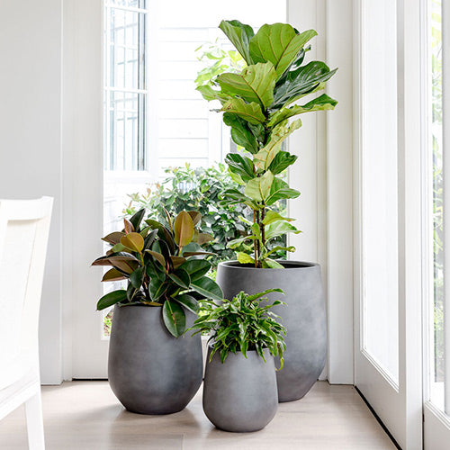 JITT The Balcony Garden US