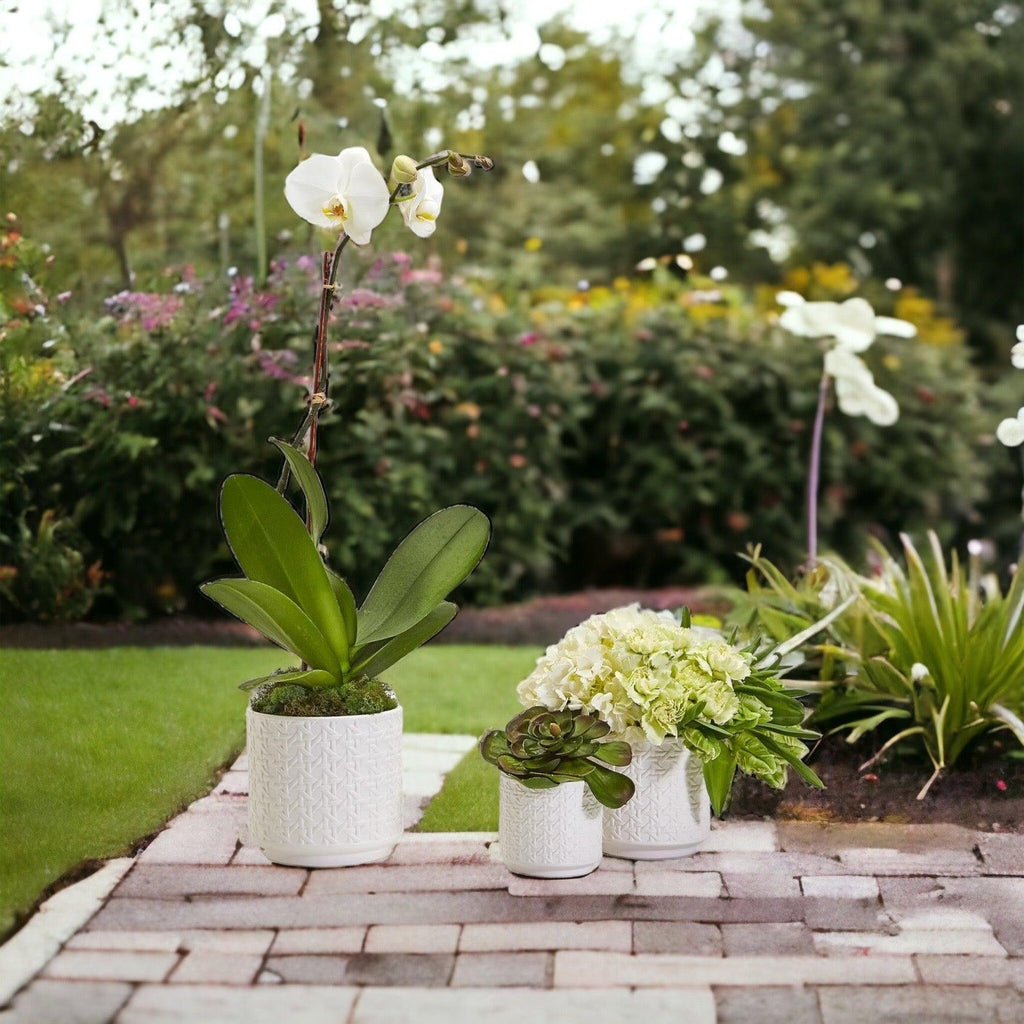 Webbing Planters Gia Roma