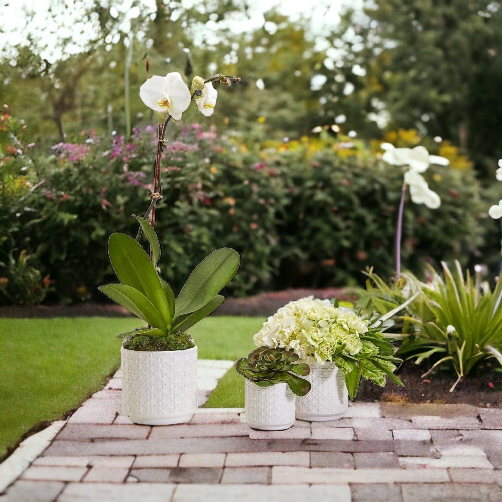 Webbing Planters Gia Roma