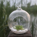 Glass Ball Hanging Planter DECORBITES