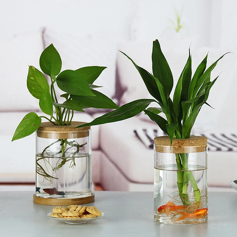Transparent Resin Hydroponic Flower Pot DECORBITES