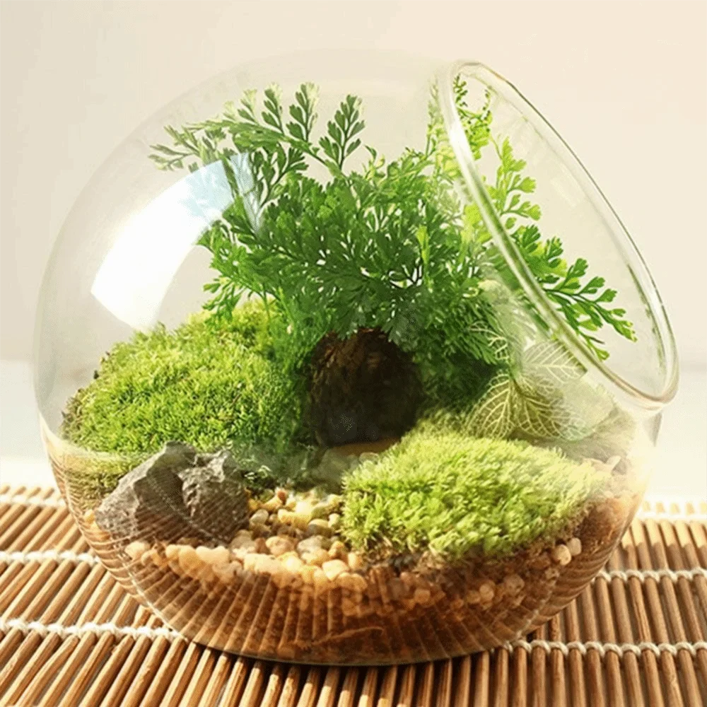 Clear Glass Ball Succulent Terrarium DECORBITES